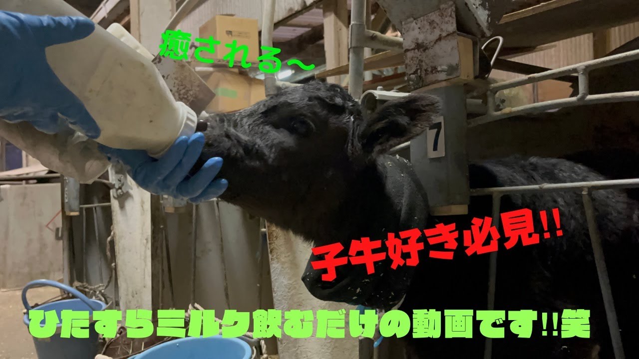 【酪農家の日常】生後2日の子牛さんにミルクをあげます‼︎