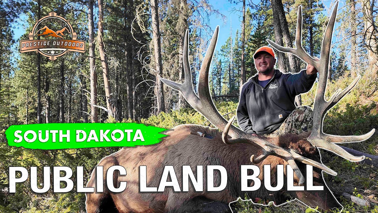 GIANT 8x7 SOUTH DAKOTA ELK On Public Land These Bulls Are FIRED UP giant-8x7-south-dakota-elk-on-public-land-these-bulls-are-fired-up
