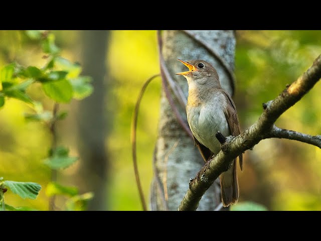 Nightingale singing