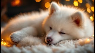 Harmony & Melody & Sound for Pups - Helps with Separation anxiety disorder