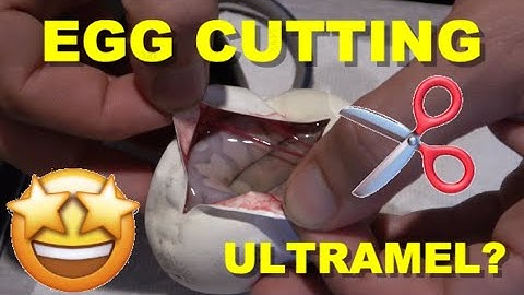 Ball Python Egg Cutting! Building The Ultramel Army!
