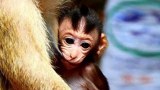 Extremely cute baby Madea happy happy with milk from mom Maddie.