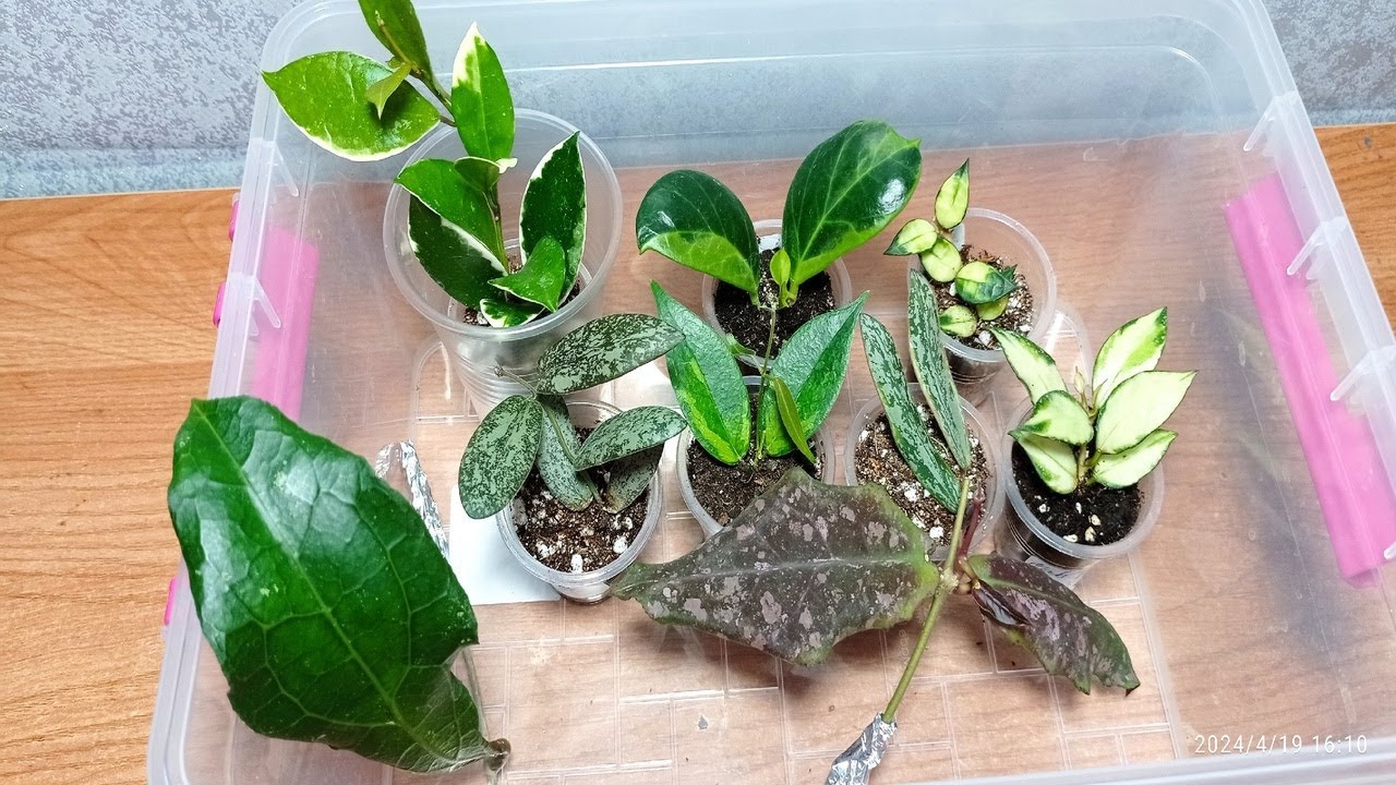 Распаковка. Первая посылка с красотками хойями 19.04.2024