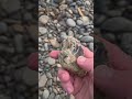 Slow down 🐌 &amp; comb those rock bars. Smokey agate on host #agate #rocks #pnw #oregon