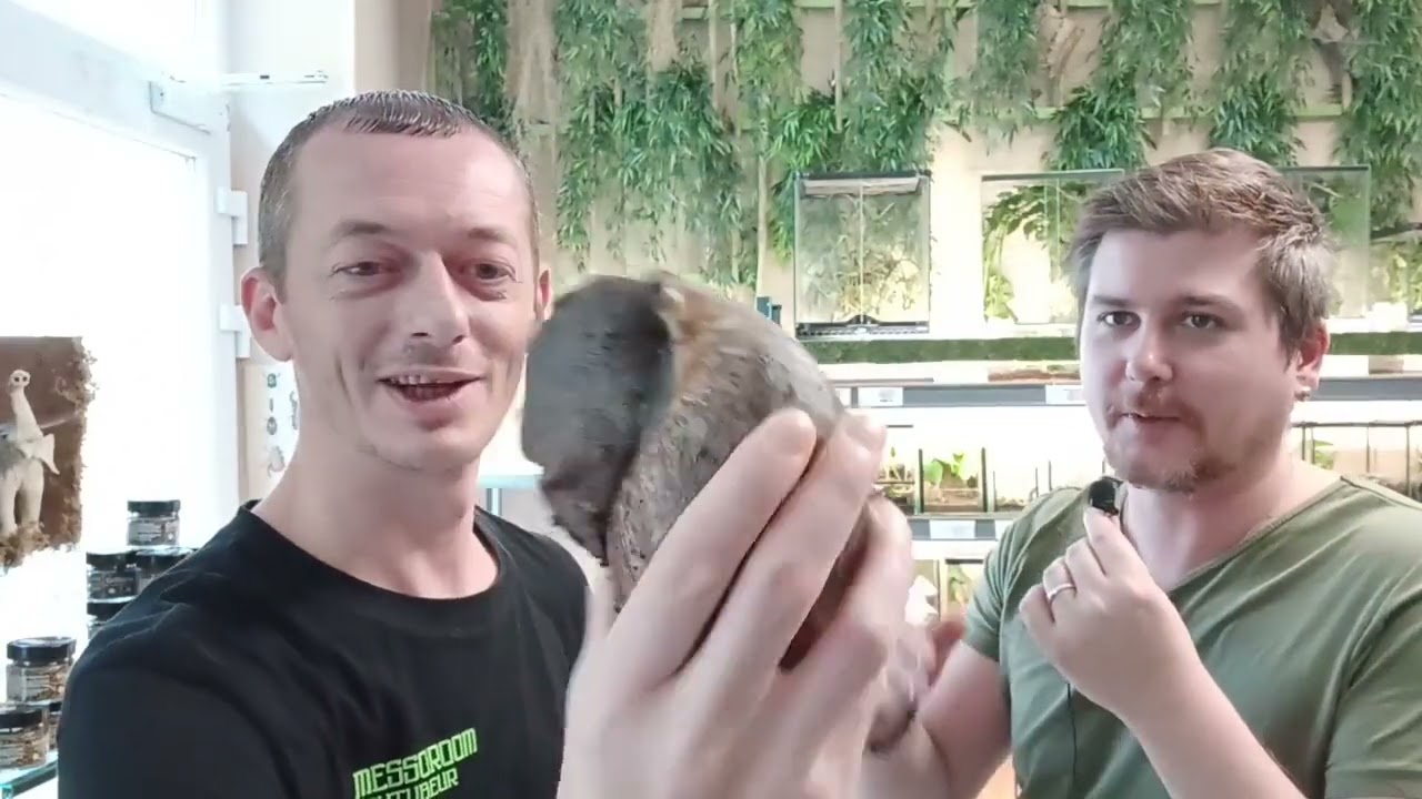 Escargot géant d'Afrique Archachatina marginata ovum avec ebugz