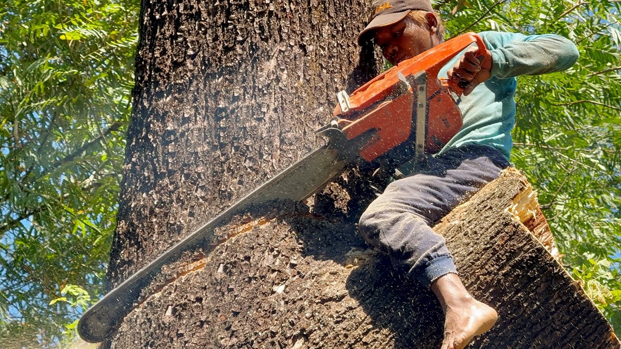 Crazy skills… Cutting down dangerous Huge trembesi tree‼️
