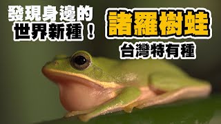 生活在台灣人身邊的世界新種樹蛙直到1995年才被發現竹林裡的雨怪諸羅樹蛙需要我們的保護