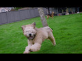 Gatsby the Soft Coated Wheaten Terrier Puppy の動画、YouTube動画。