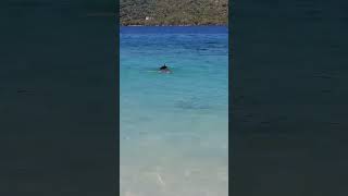 🇩🇴Found a star fish and had to put it back. #travel #starfish #dominicanrepublic #bluebeach #short