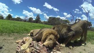 Lion Feed