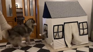 Hillarious Cat Bullies Giant Husky Dog From Doll House! He's So Savage!!