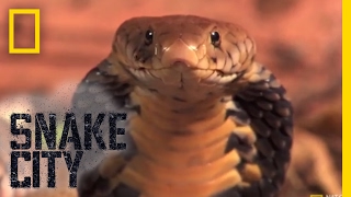 Cobra in a Chicken Coop | Snake City