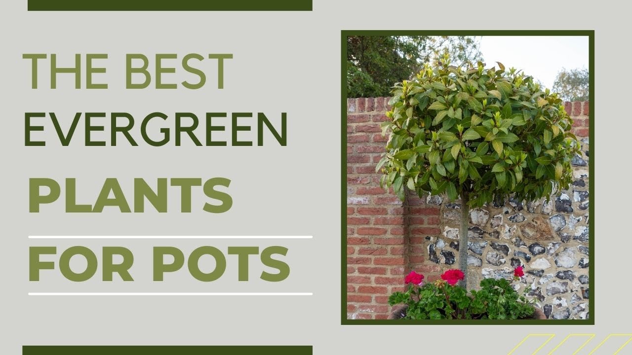 27 Perfect Plants For Winter Container Gardens