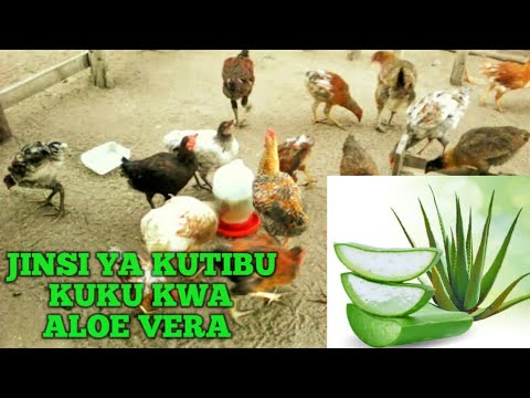 Video: Aloe socotrina inatumika kwa ajili gani?