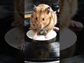 #viral #hamster #animals 0#song #motivation