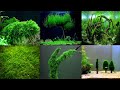 Moss care and complete guide  happy fins and nature  hindi