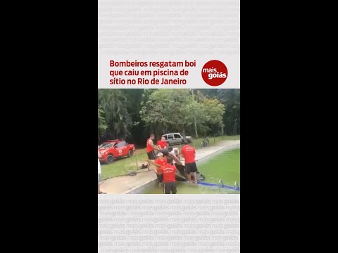 Bombeiros resgatam boi que caiu em piscina de sítio no Rio de Janeiro