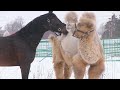 Верблюд и конь любовь