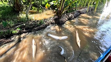 Đi test máy 12f cho khách,, kích cá miền tây,, kênh htgc tập 257