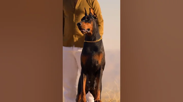 #doberman #dobermanlove #dog #hunterprogeny #hunter #puppies #erdemayazz #2023 #huntervitalscreen