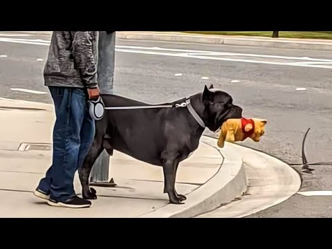 Video: Hond raakt vast in kokospalm en biedt Photoshop-inspiratie voor hilarische parodieën