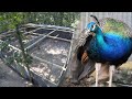 Building a Peacock Aviary - Time Lapse