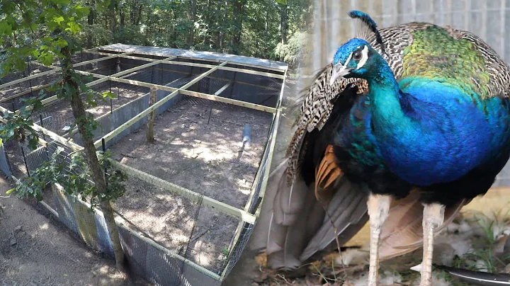 Building a Peacock Aviary - Time Lapse