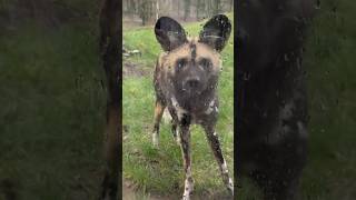 African wild dog animal encounter #animals #wilddog