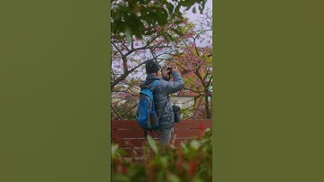 Thumbnail of You + cherry blossoms in Taipei = the ultimate spring aesthetic!