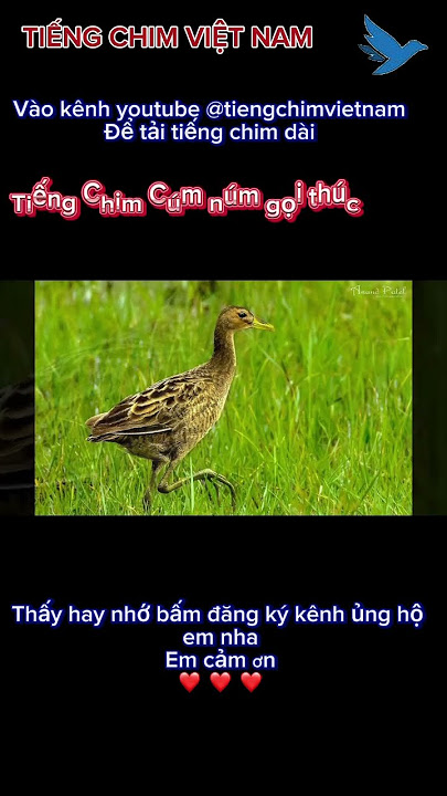 Tiếng chim cúm núm gọi thúc