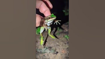Catching a funny blue frog | Toad Bullfrog Froggy Funny | Fly Up So Funny Frog | Funny Frogs
