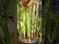 simple way of pruning sugar cane using your hands #shorts