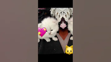 كيف كانت و كيف صارت ترند بدون موسيقى 