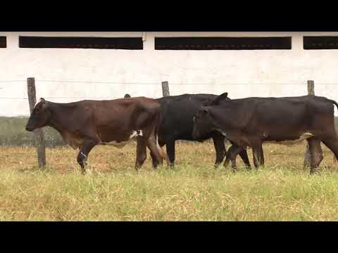 LOTE 25   PADRE BERNARDO