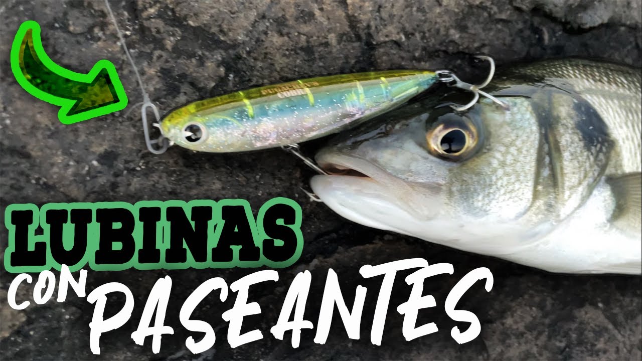 topwater-lubinas-en-la-r-a-con-paseantes-de-superficie-spinning