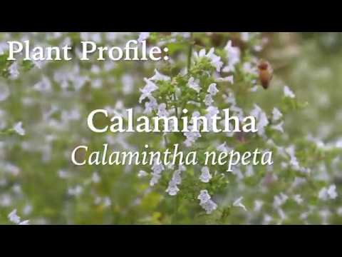 Video: Types Calamint - Hoe om Calamint-plante in tuine te gebruik