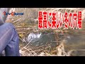【小物釣り】埼玉県 タナゴ釣り後編 枯草に隠れた小さな深場で釣りをしたら・・・【4k】