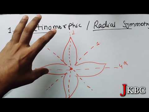 Video: Atšķirība Starp Actinomorphic Un Zigomorphic Flower