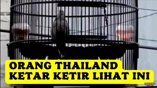 KAGET SAMPAI PINGSAN, DENGAR SUARA PERKUTUT INI !! PERKUTUT BANGKOK GACOR, PERKUTUT SUARA PANJANG