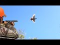 Chasse Perdrix - Hunting Partridge -قنص الحجل  بالمغرب