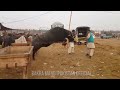 UNSEEN - LAHORE COW AND BAKRA MANDI 2018 - BULL LOADING - UNEXPECTED CAMEL LOADING VIDEO