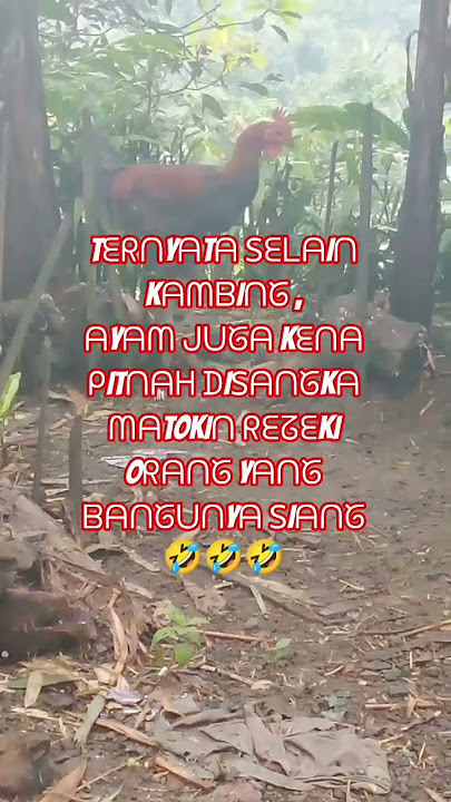 hiburan anti stres#ngakak #lucu