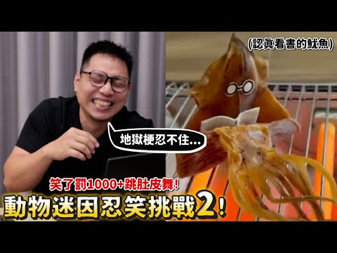 動物迷因忍笑挑戰2!笑了捐1000+跳肚皮舞!超認真看書的魷魚!地獄梗忍不住!【許伯簡芝】【有梗系列】