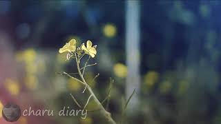 Tumi Jake Valobasho(Audio) | charu diary