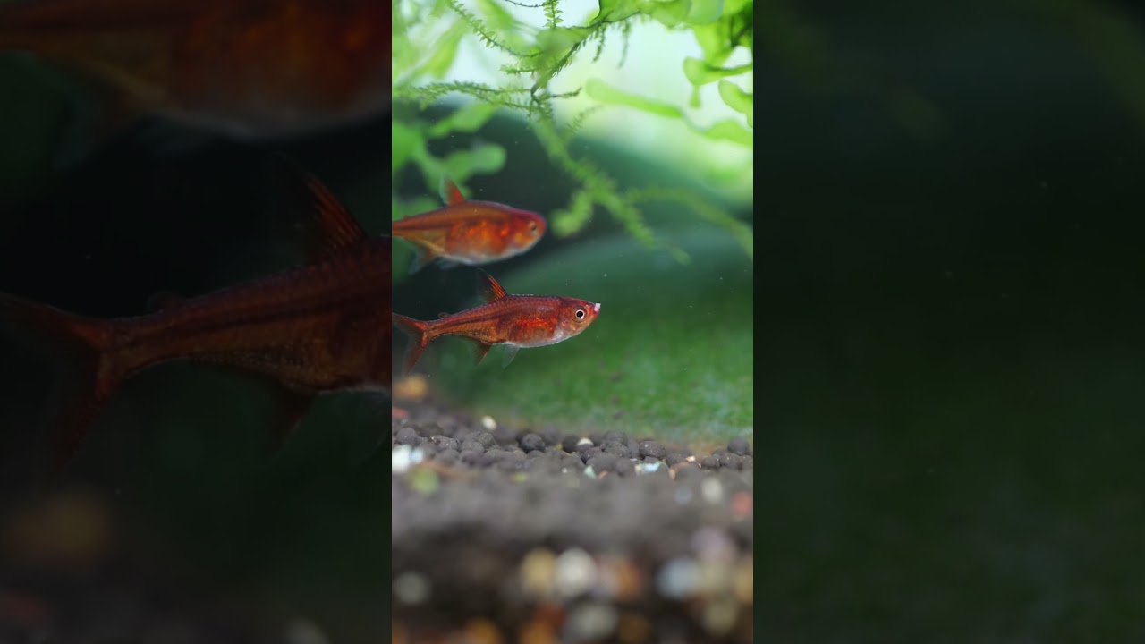 Picky For Pellets!
