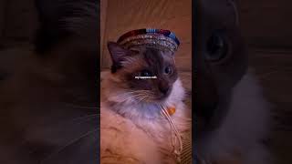 Abbey Hoes Is Bang Dat Haar Telefoon Gehackt Wordt Met Fotos Van Haar Poes Bnertjes.nl