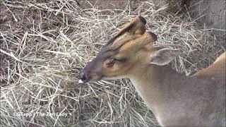 Wilson the Muntjac