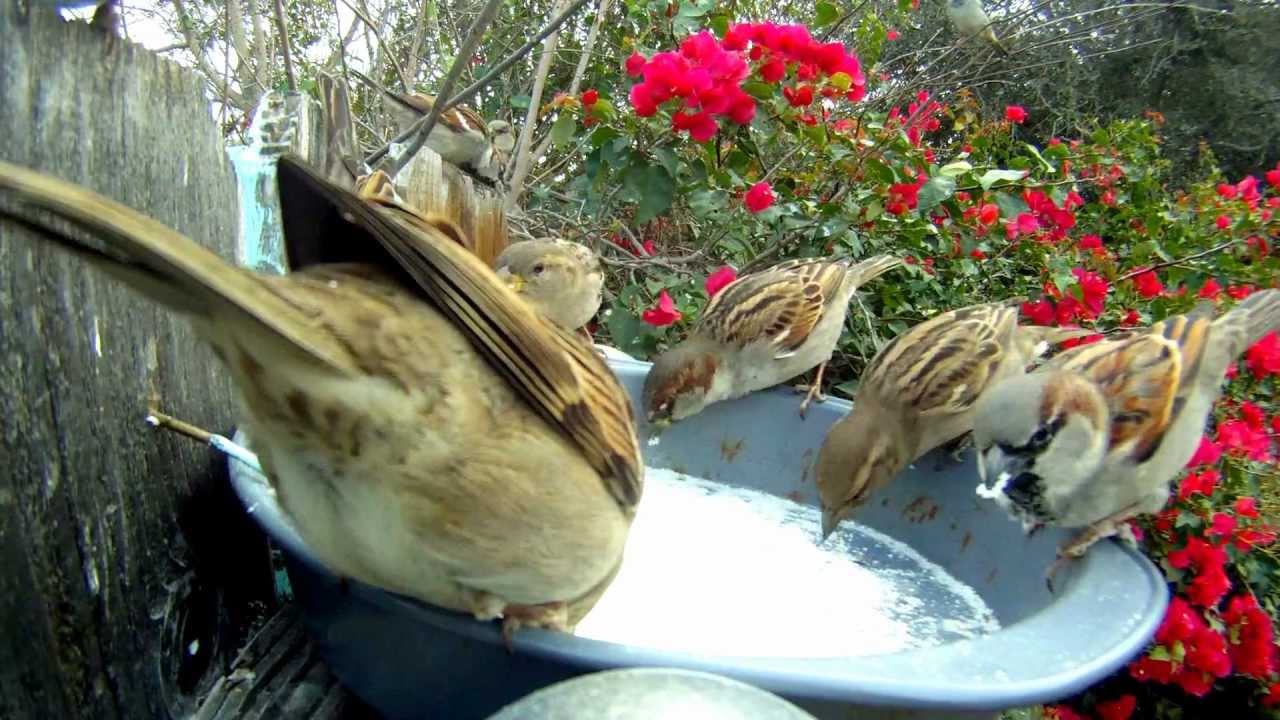 Feeding some Common House Sparrows grits in the back yard.