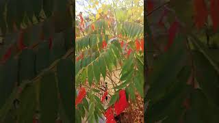 Beautiful Colorful Automne