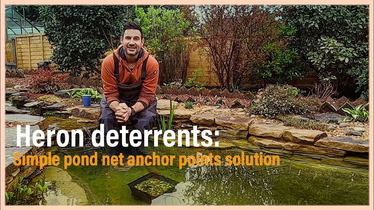 Heron deterrents: Simple pond netting anchor points solution 